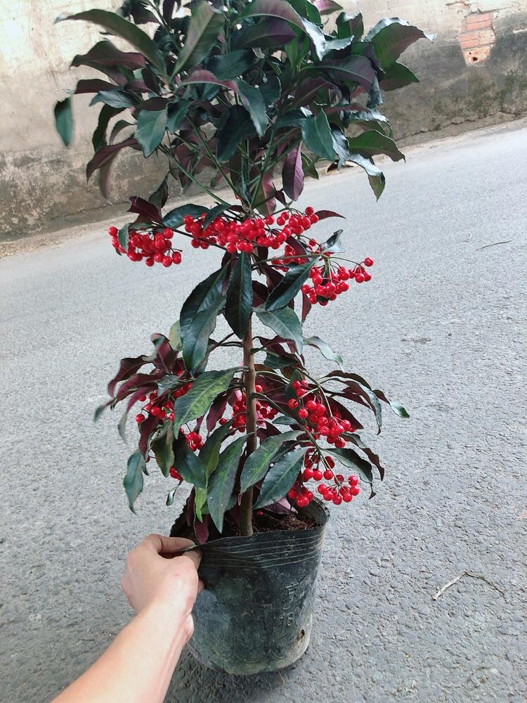 Cây Kim Ngân Lượng Size Lớn