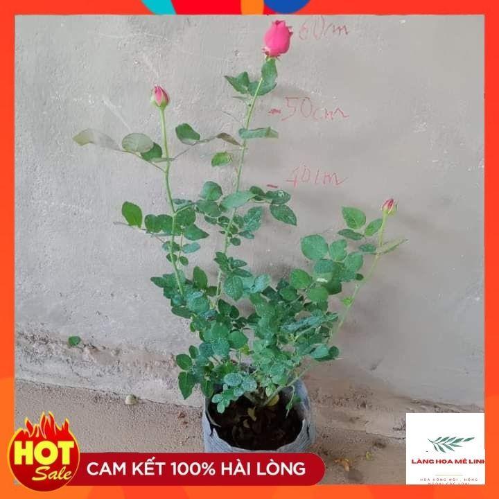 Hoa Hồng Bụi Pas De Deux Hồng Tím, sai hoa, rất nhiều người ưa thích