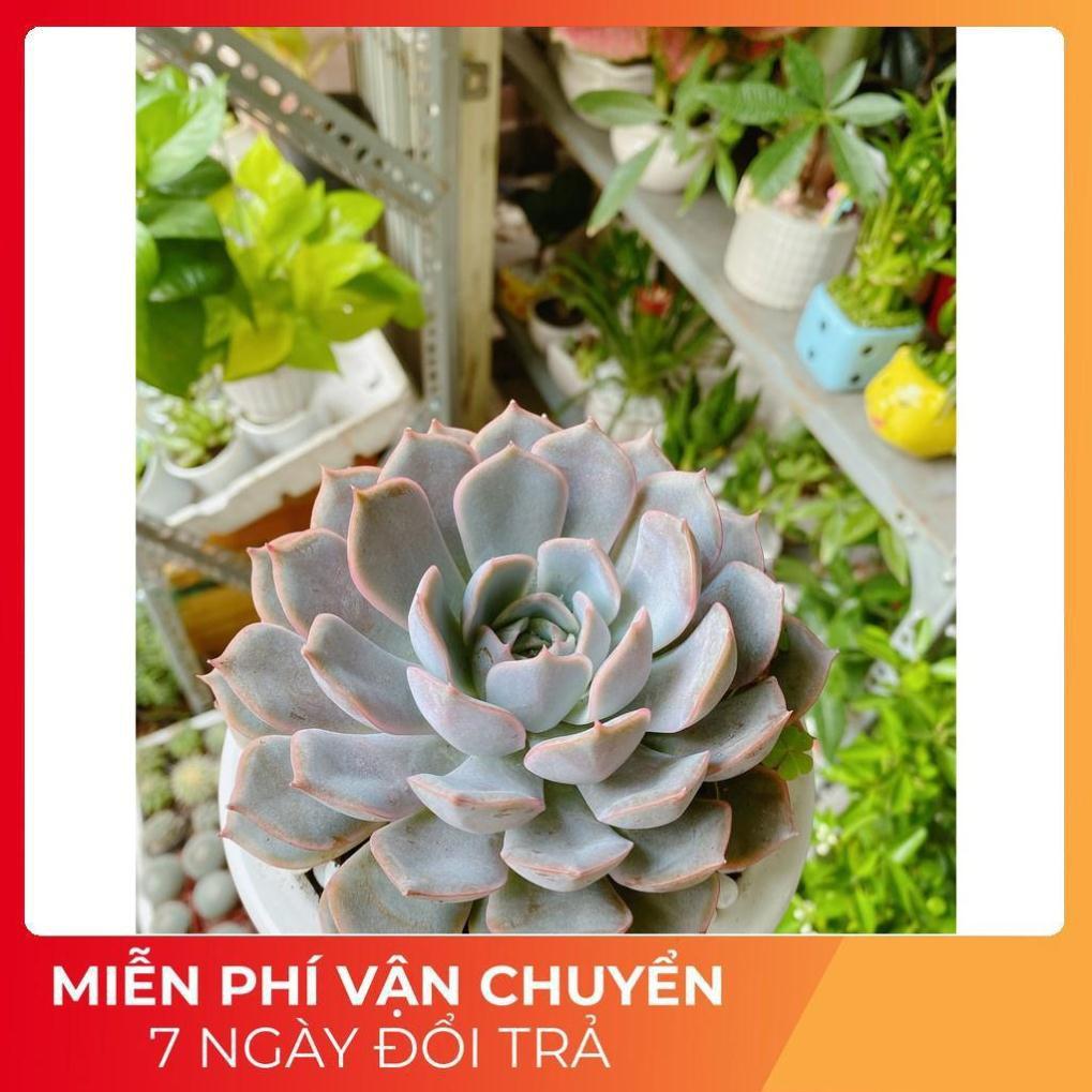 Chậu Sen Đá Tím Cánh Cứng Size Đại