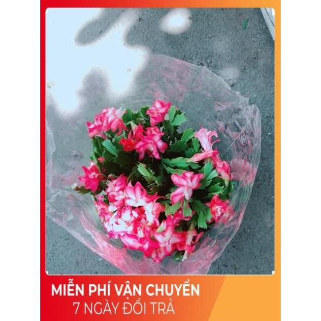 Chậu Hoa Quỳnh Size Đại