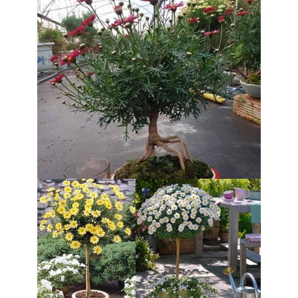 Hạt giống hoa cúc thân gỗ - cúc trường thọ- gói 50 hạt/gói