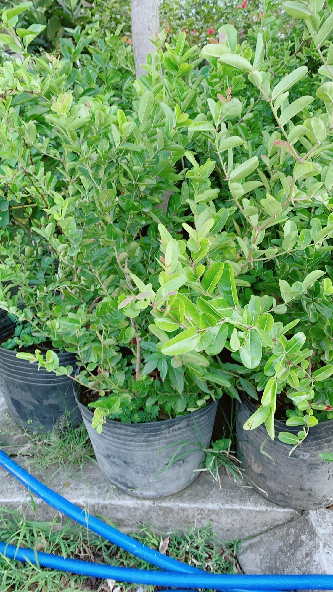 Cây Siro có sẵn quả