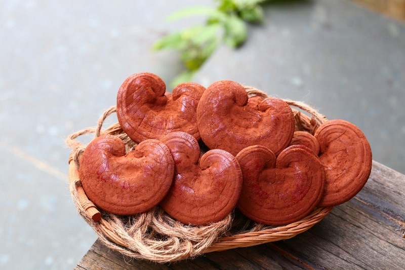 Nấm Linh Chi Đỏ Giang Phong Sản Phẩm Bồi Bổ Đạt Chuẩn OCOP 4 Sao Sản Xuất Theo Tiêu Chuẩn Nghiêm Ngặt Của Vietgap , Sản Phẩm Đạt Chứng Chỉ An Toàn Vệ Sinh Thực Phẩm Do Tỉnh Quảng Ngãi Cấp Phép