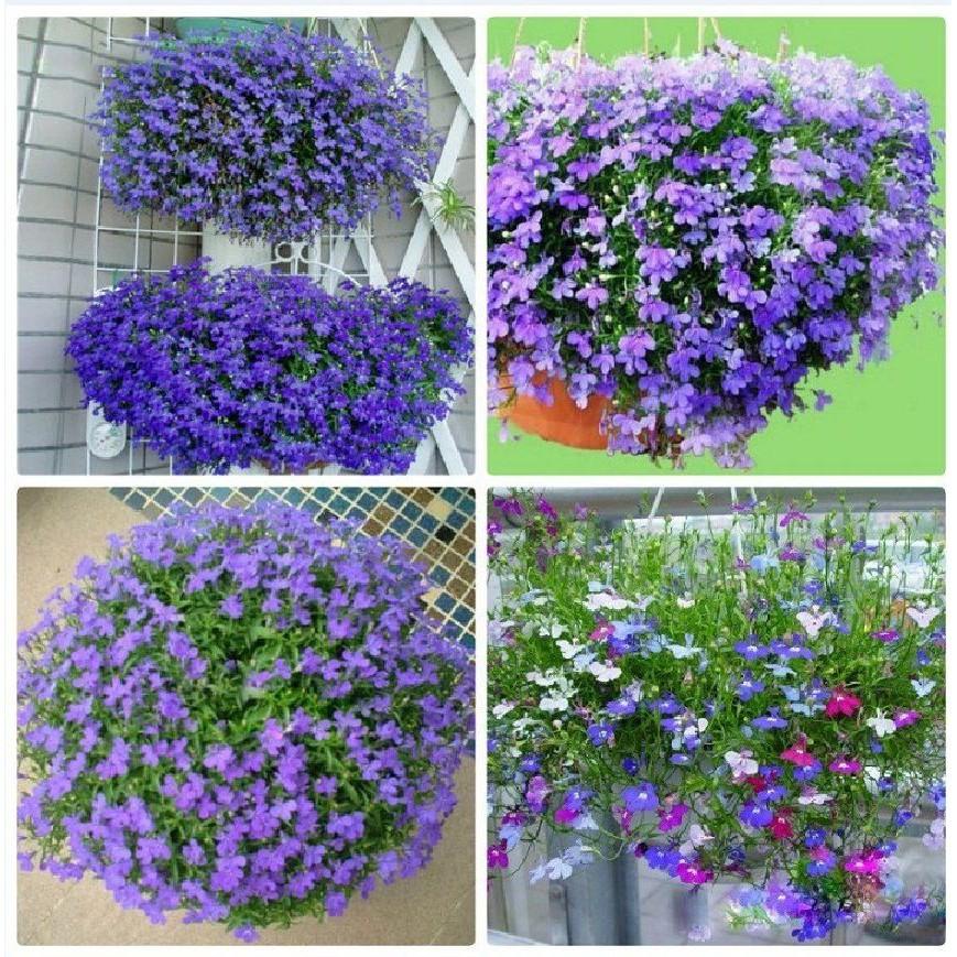 Bộ 3 gói Hạt giống hoa Lobelia nhiều màu - tặng 1 phân bón
