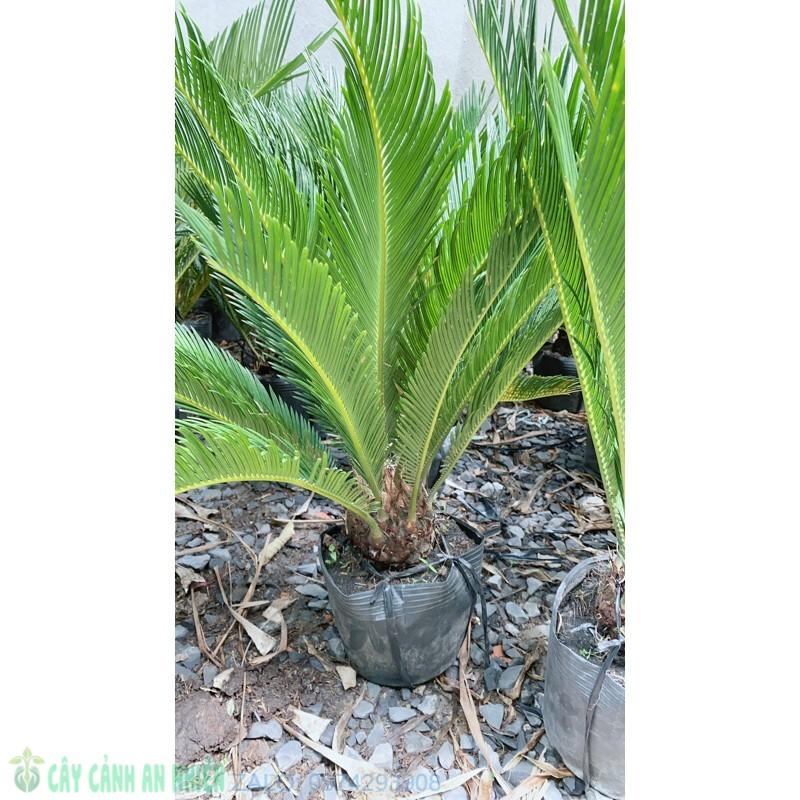 Cây Vạn Tuế Cao 60cm