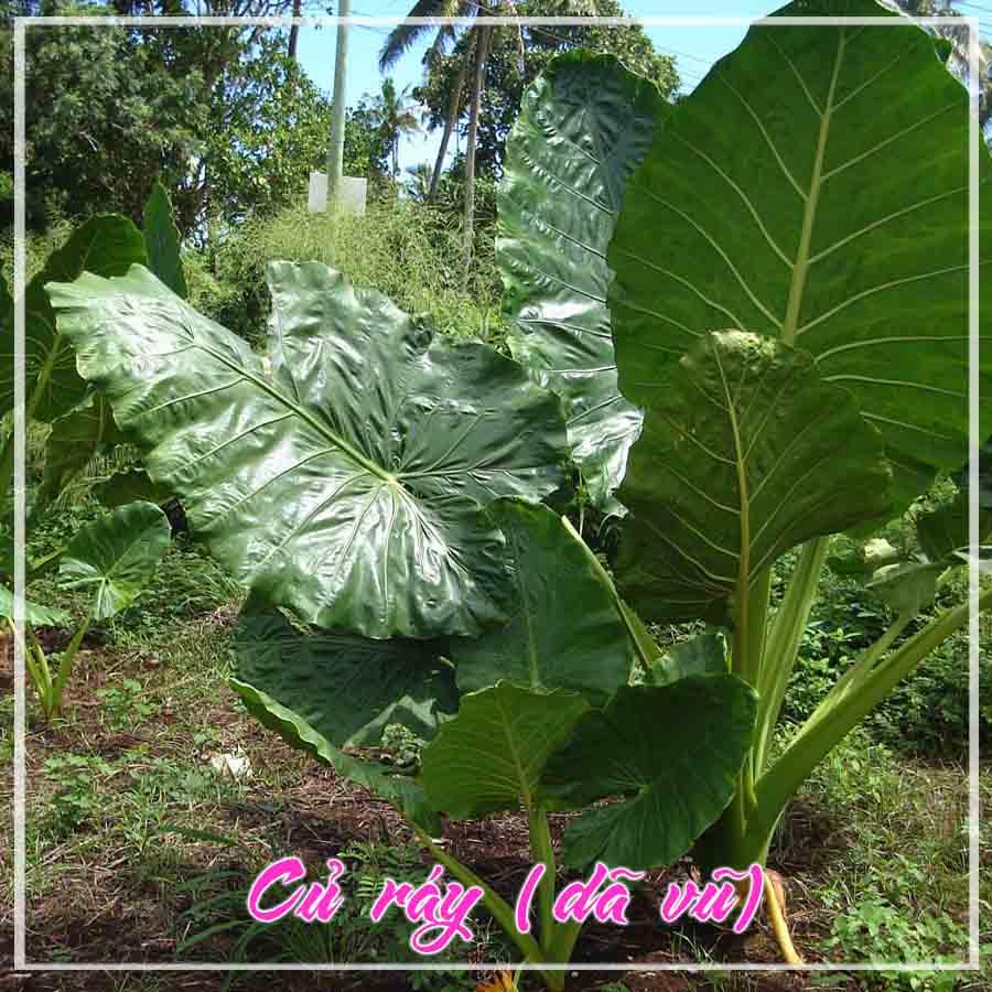 1kg Củ Ráy khô sạch