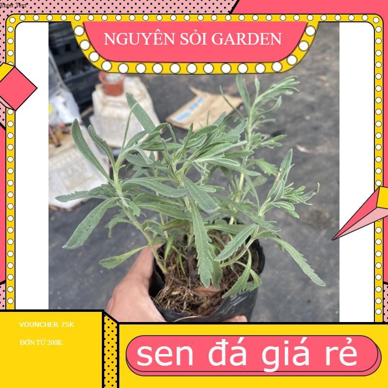 Chậu cây oải hương