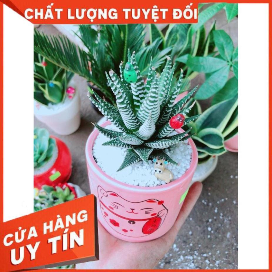 Chậu cây móng rồng mèo may mắn Nhiều Người Mua