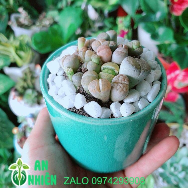 Chậu Cây Thạch Lan -Hoa Sỏi