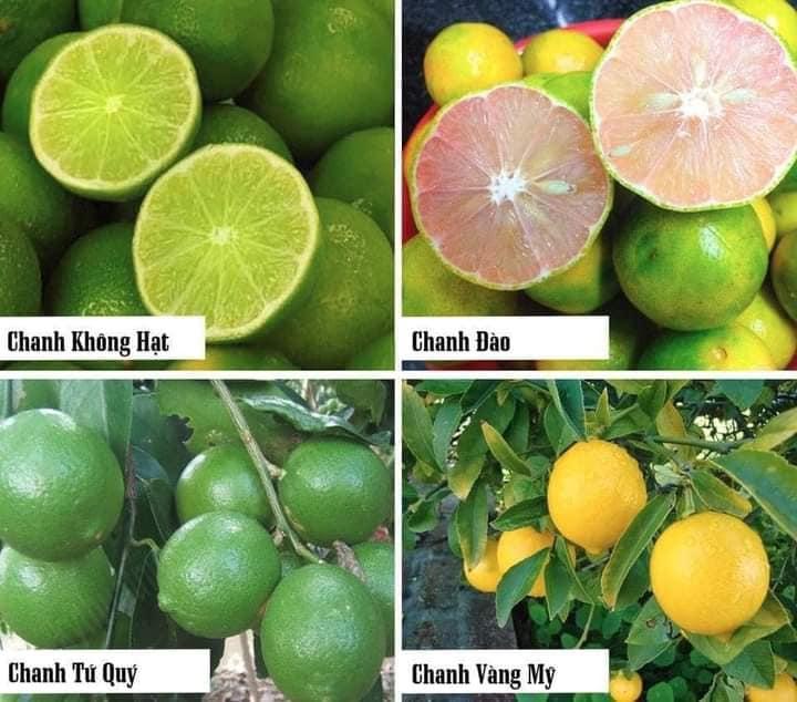 CÂY GIỐNG CHANH KHÔNG HẠT
