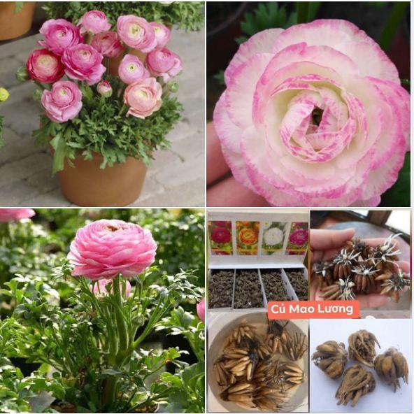 Củ hoa hồng mao lương màu hồng nhạt