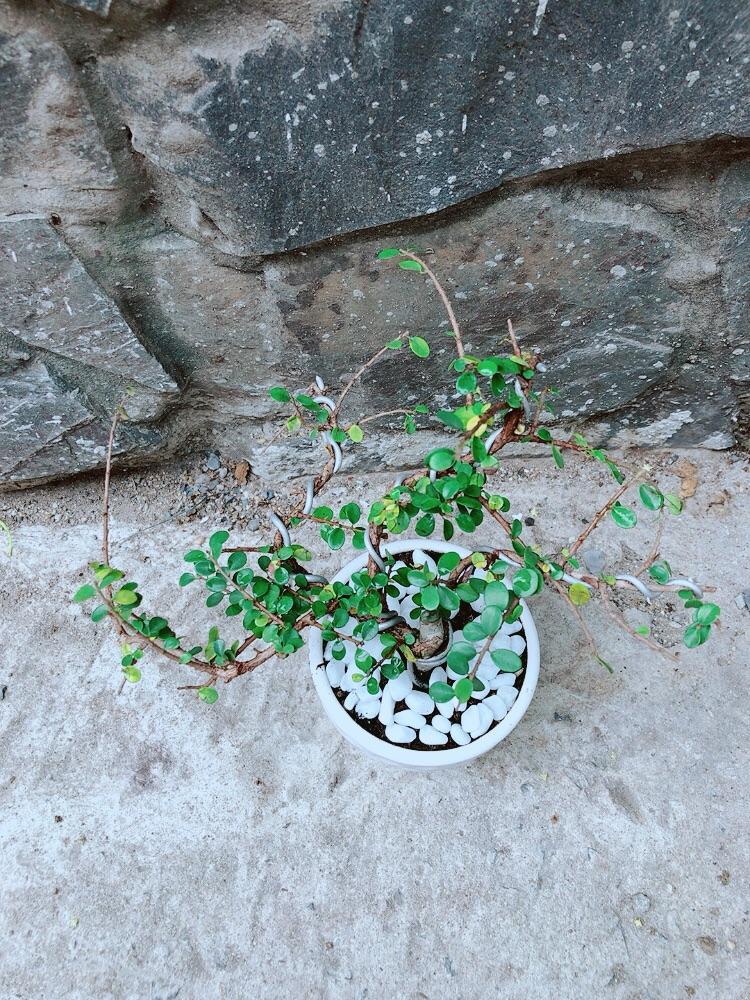 Chậu Cây Linh Sam Núi