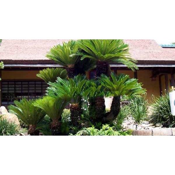 CÂY VẠN TUẾ -CÂY MANG LẠI SỰ UY NGHI, CỔ KÍNH CHO NGÔI NHÀ , VƯỢNG PHONG THỦY CHO GIA CHỦ