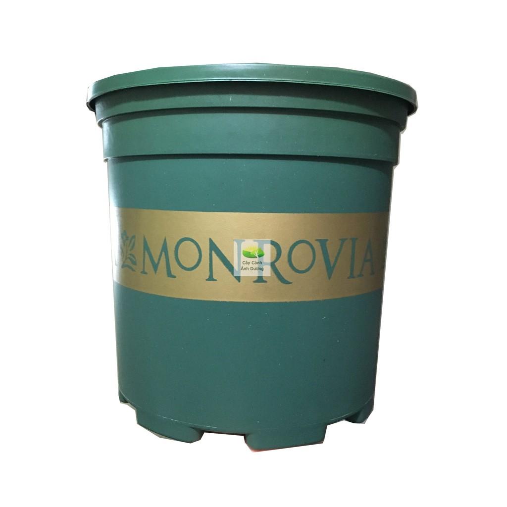 Chậu trồng cây Monrovia chậu hoa hồng 2 Gallon