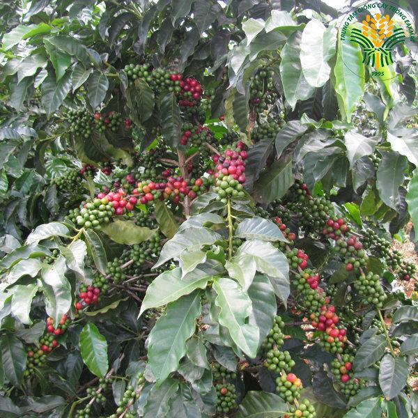 0,5 KG HẠT Giống cà phê chè THA1 CAO SẢN