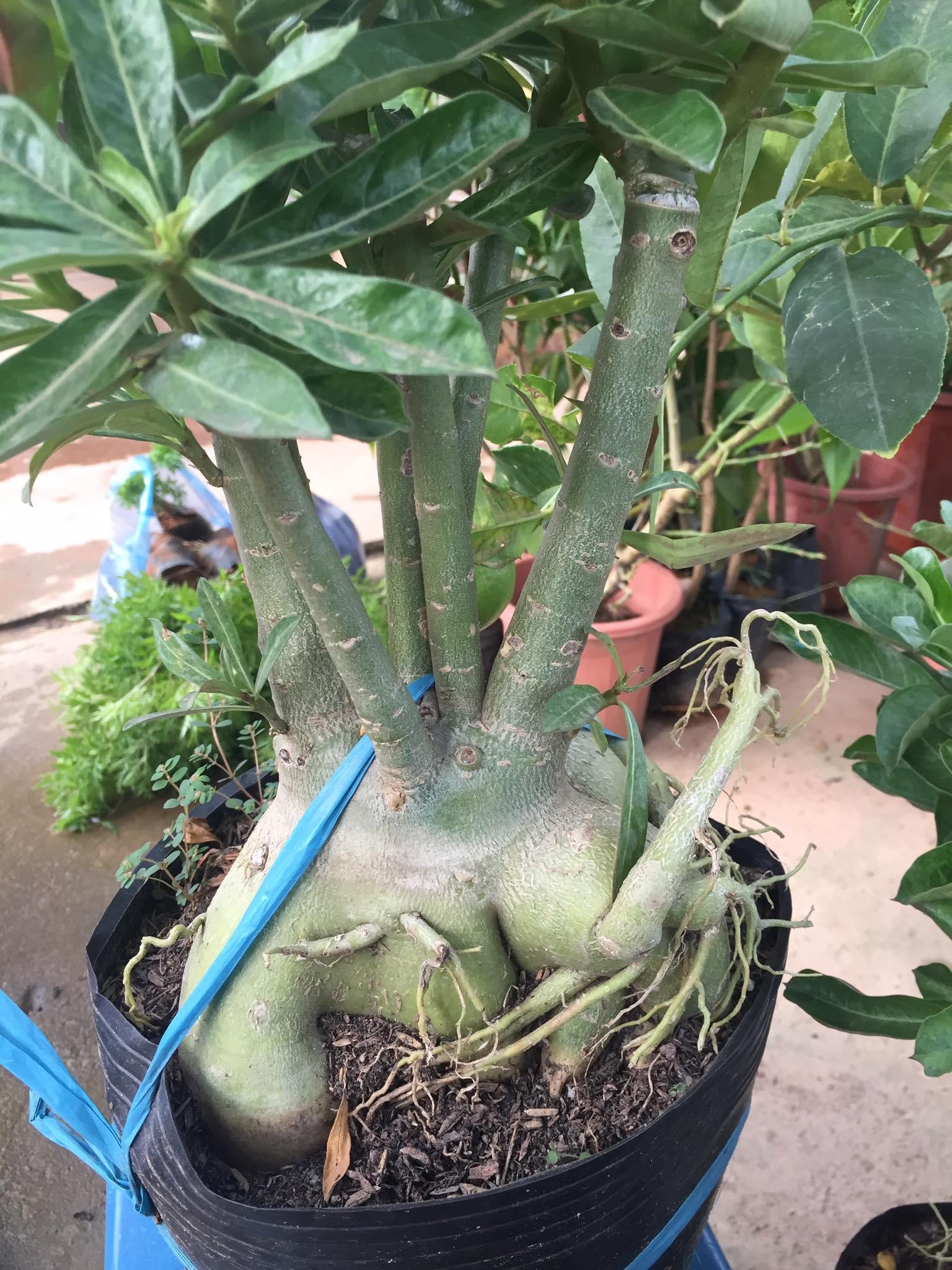 Chậu sứ KIM TỰ THÁP khủng chuẩn giống cam kết chất lượng