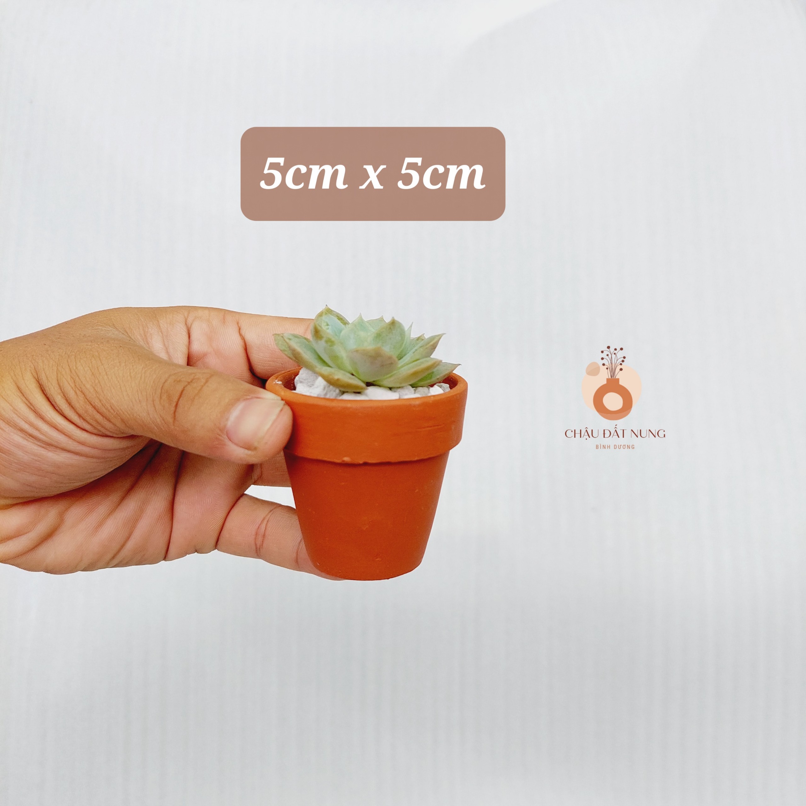Chậu đất nung Bình Dương - Chậu ly có gờ 55, miệng chậu 5cm, chiều cao 5cm