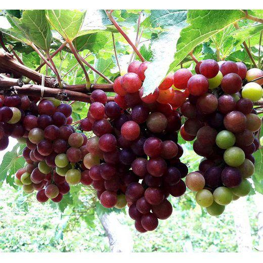 Hạt Giống Nho Pháp Leo Giàn -