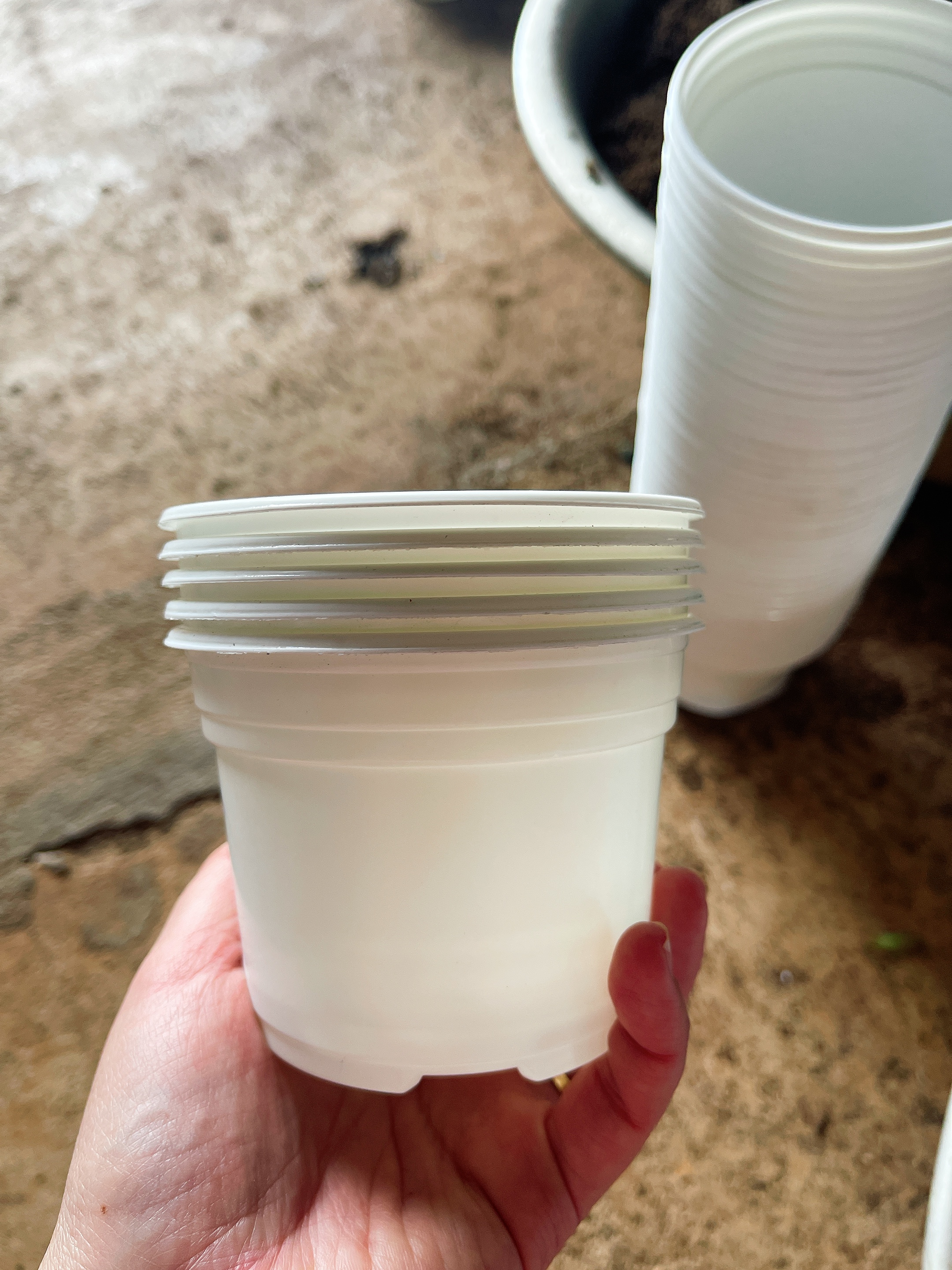 Combo 50 chậu nhựa trồng sen đá size 105 x 80 cm