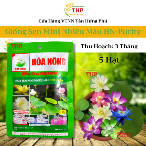 Hạt giống Sen Mini Nhiều Màu | Hạt giống | gói 5 hạt