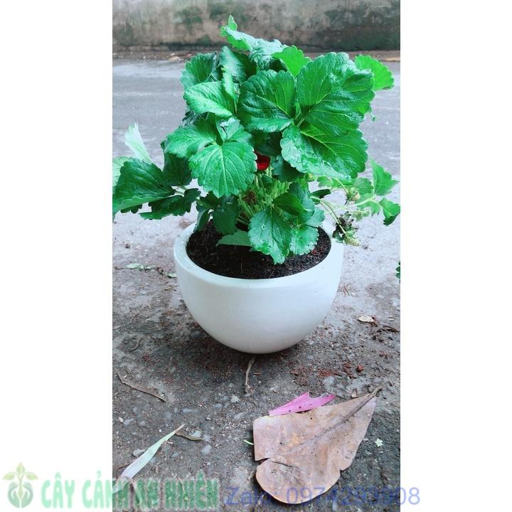 Chậu Cây Dâu Tây