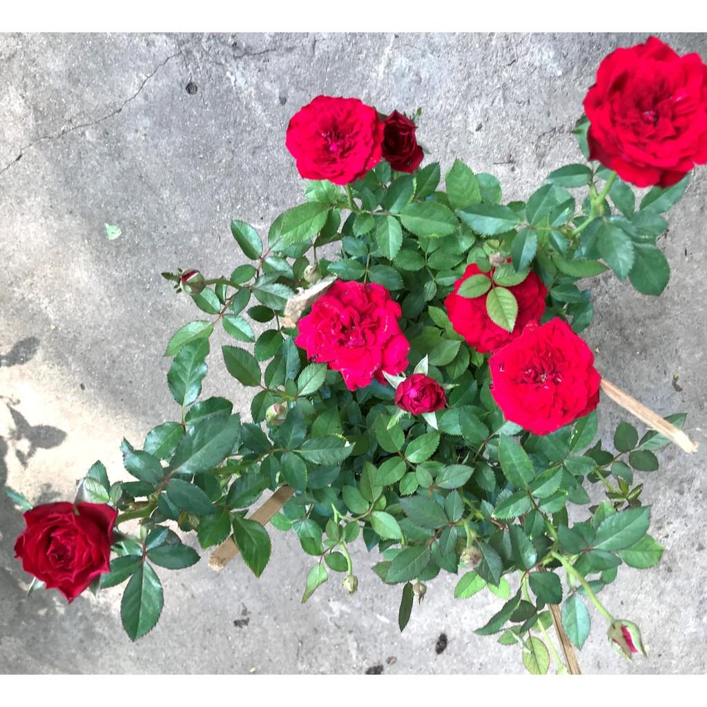 Chậu hoa hồng nhung Ấn Độ cao trồng nơi có nắng