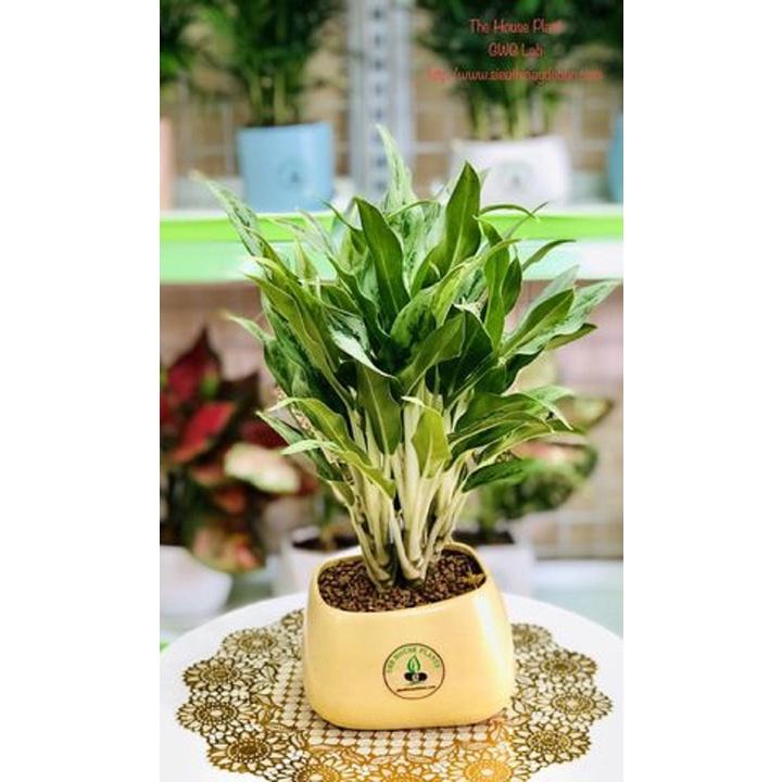 CHẬU CÂY GIỮ TIỀN