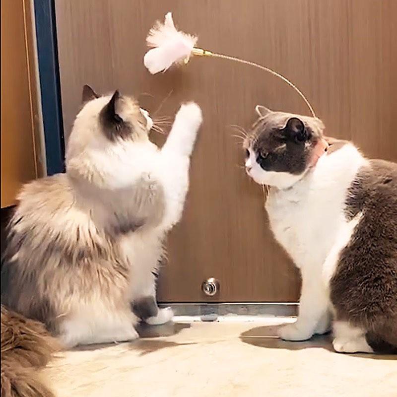 VÒNG CỔ ĐỒ CHƠI CHO MÈO