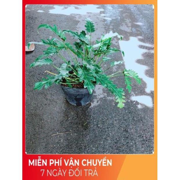 Trầu Bà Chân Vịt