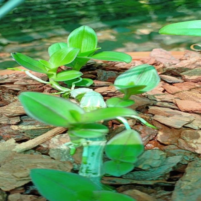 Hoa phong lan phi điệp - 6 mắt thái bình( cây cao 15cm ) ( hàng cắt kie )