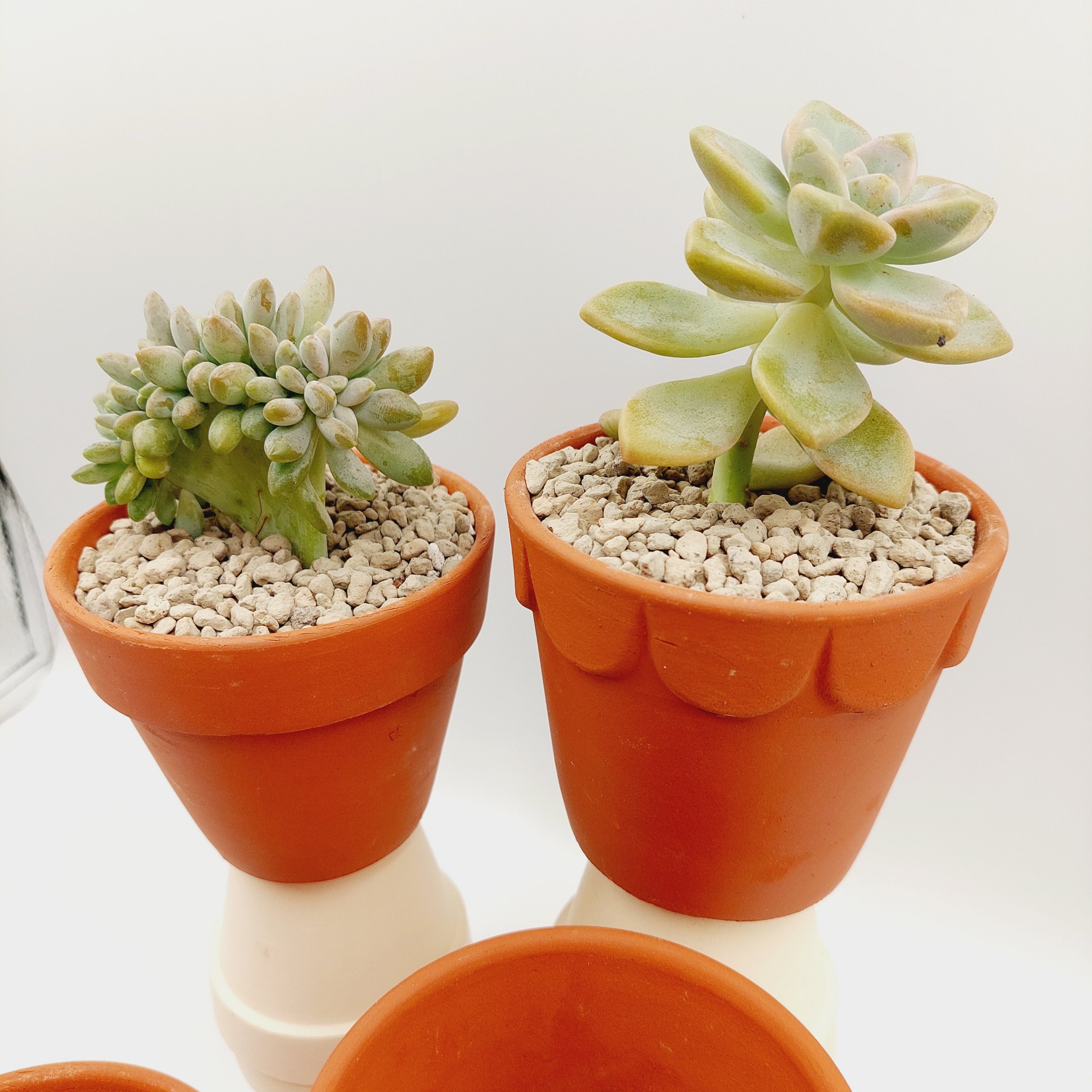 Chậu đất nung, chậu sen đá - Ly gờ 98, miệng chậu 9cm, chiều cao 8cm