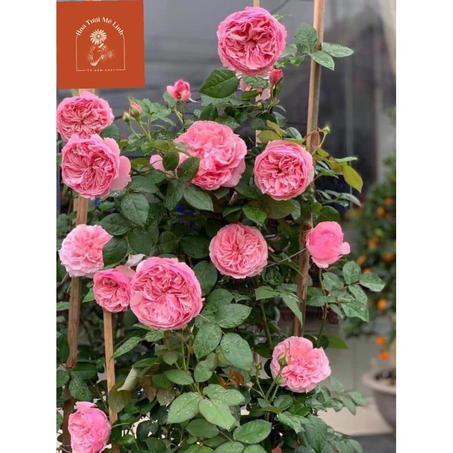 Hoa Hồng bụi caery hoa to- bầu to cây lớn trưởng thành