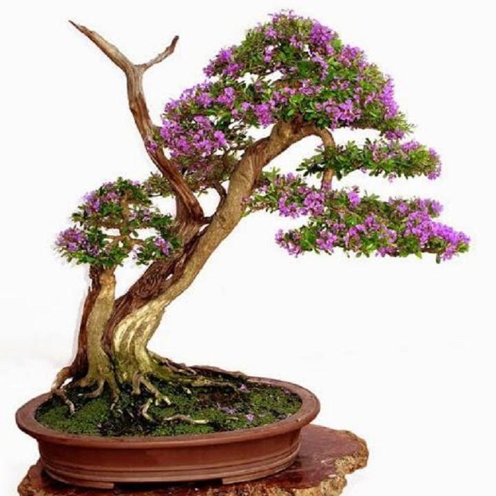 Cây Linh Sam siêu bông- cây phôi