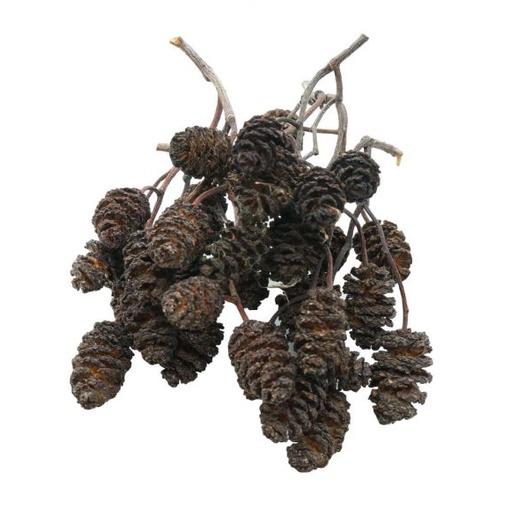 Trái thông khô Erlenzapfen - Trái Alder Cones cho tép cảnh-Bổ sung vitamin, tạo môi trường tự nhiên cho cá tép thuỷ sinh