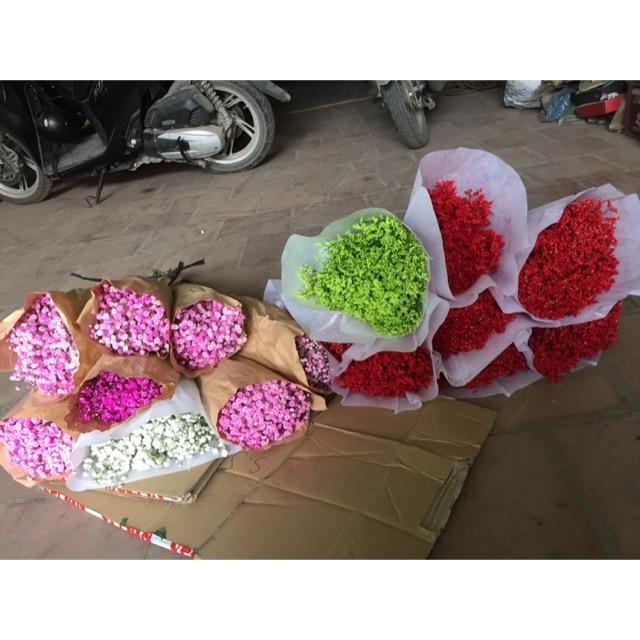 Hoa bayby hồng khô 500g