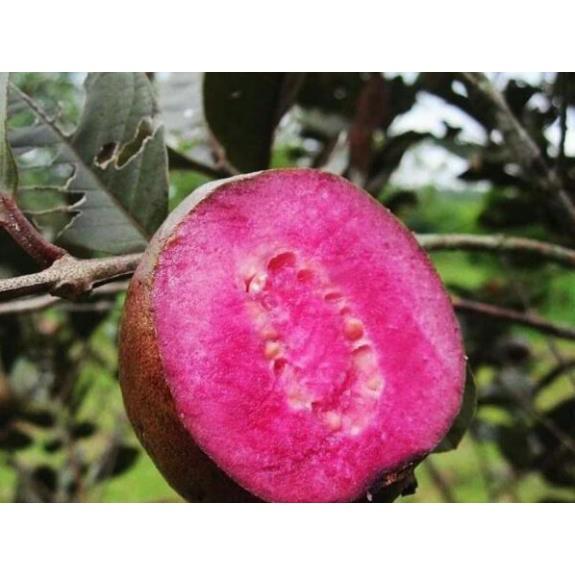 Giống ổi tím