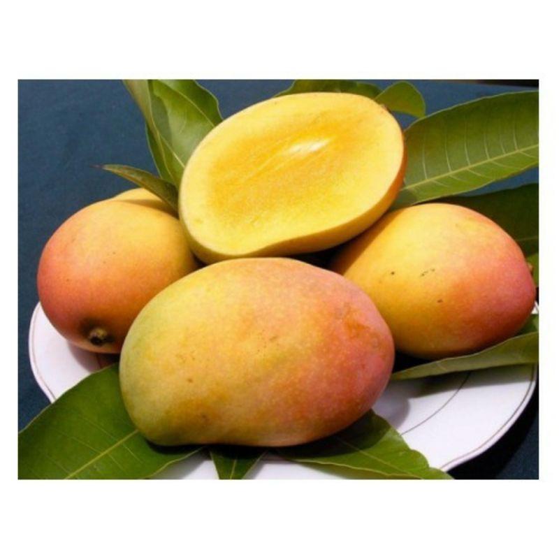 Cây  xoài  úc  giống
