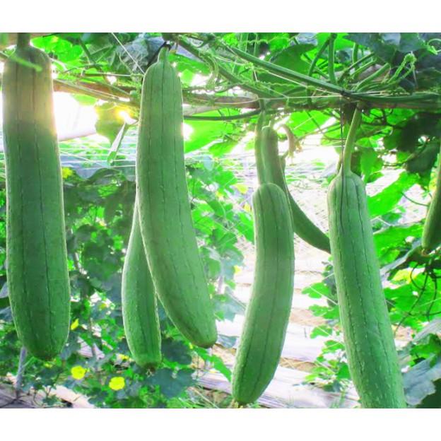 Hạt giống mướp hương Thái lan cao sản