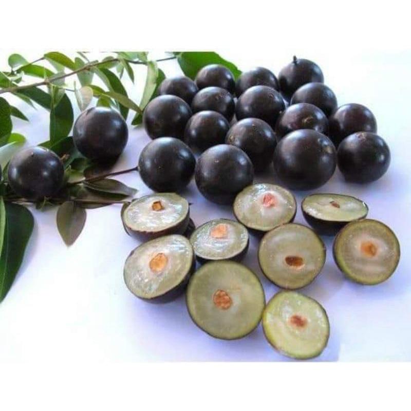 Nho thân gỗ tứ quý lá lớn