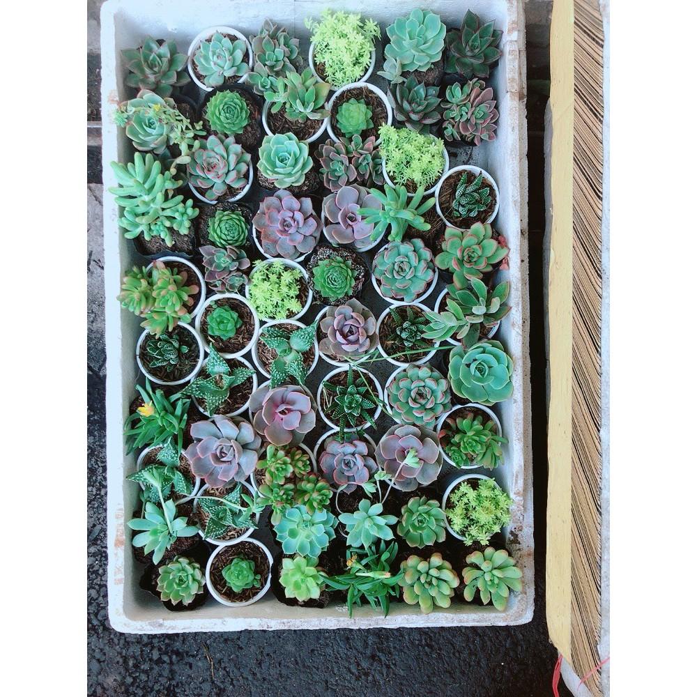 Combo 10 Cây Sen Đá