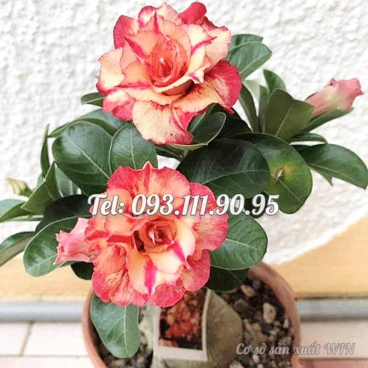 Hạt giống hoa sứ kép Thái Lan màu đỏ cam cánh nhọn - Bịch 10 hạt - Mã số 1772