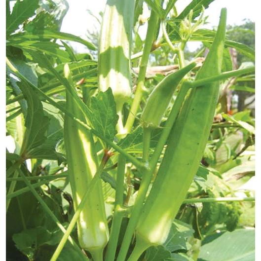 Hạt giống đậu bắp xanh