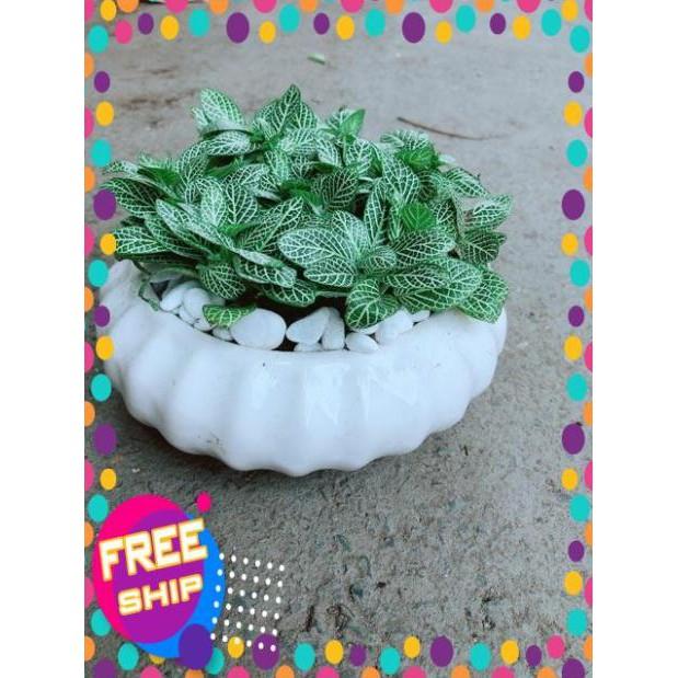 Chậu Cẩm Nhung Xanh