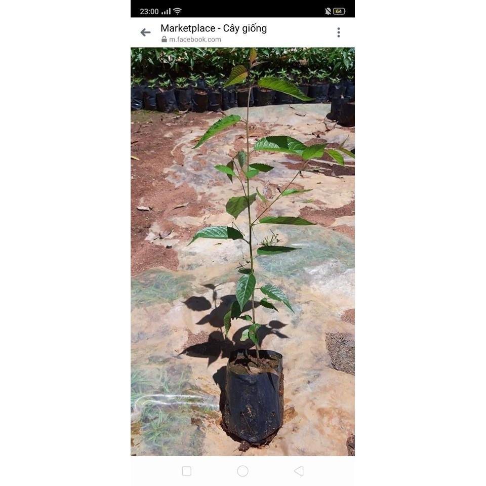 Cây mai anh đào cao 60cm