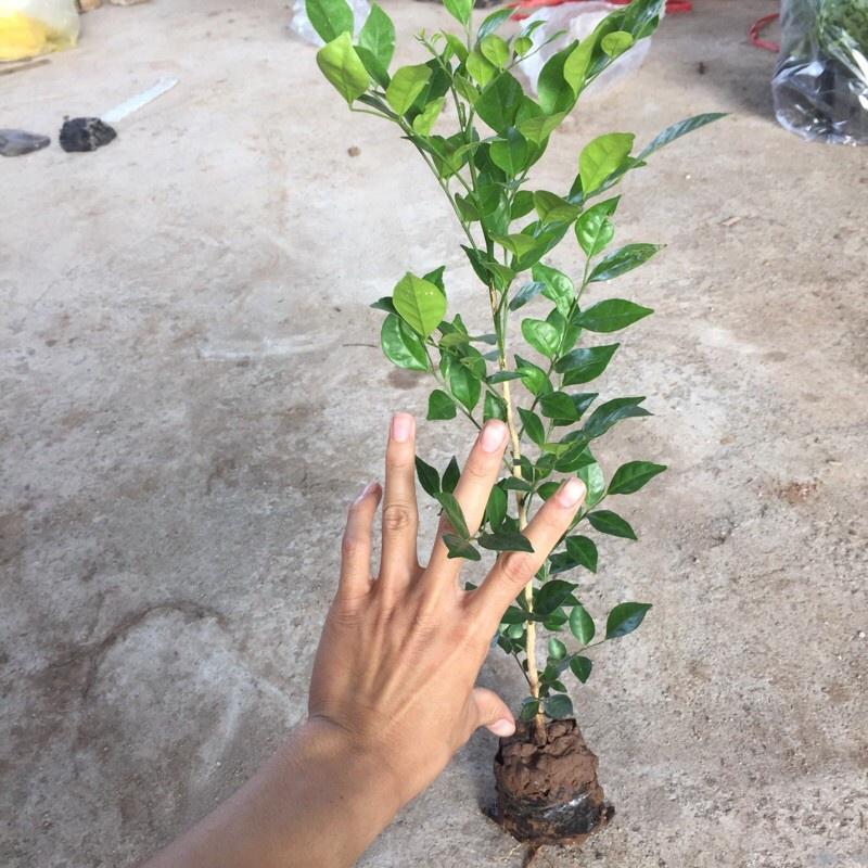 Cây NGUYỆT QUẾ nhỏ trồng công trình cao 30-40cm , cây đẹp, cam kết chất lượng