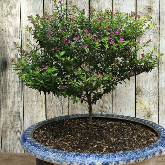 Cây hoa cẩm tú mai cây đẹp giống chuẩn