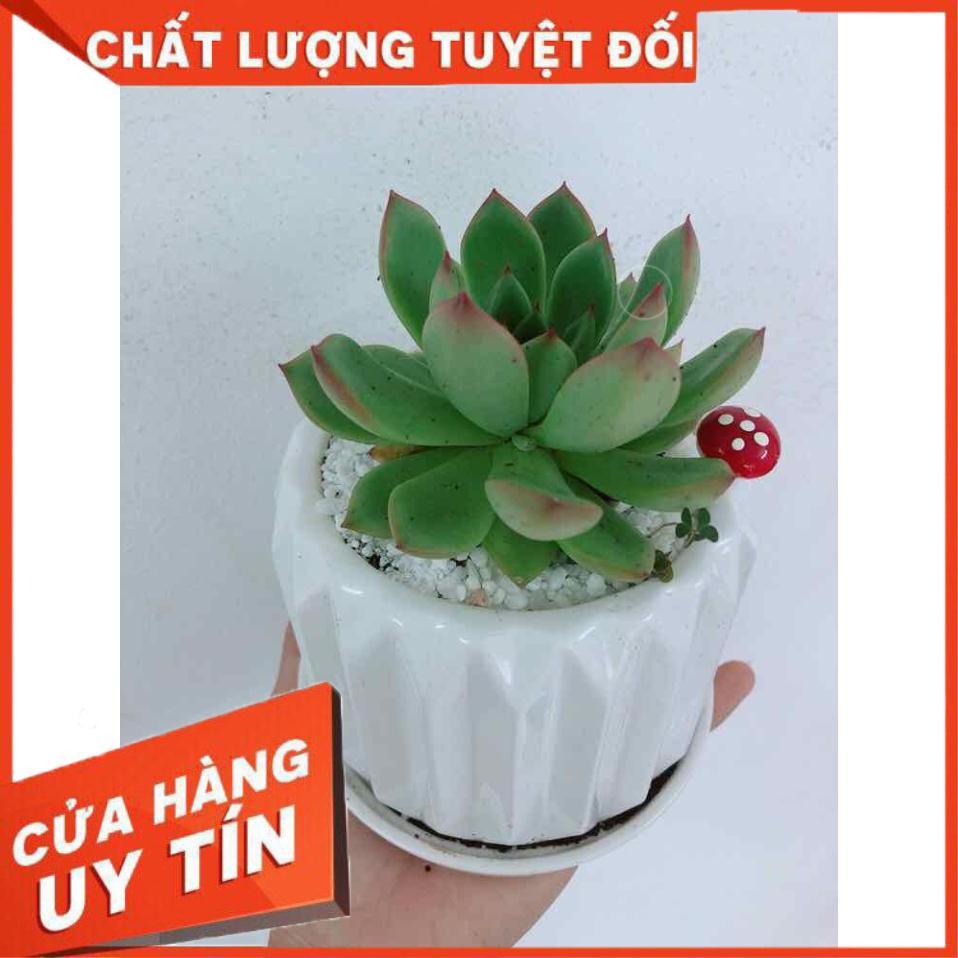 Chậu cây sen đá Nhiều Người Mua