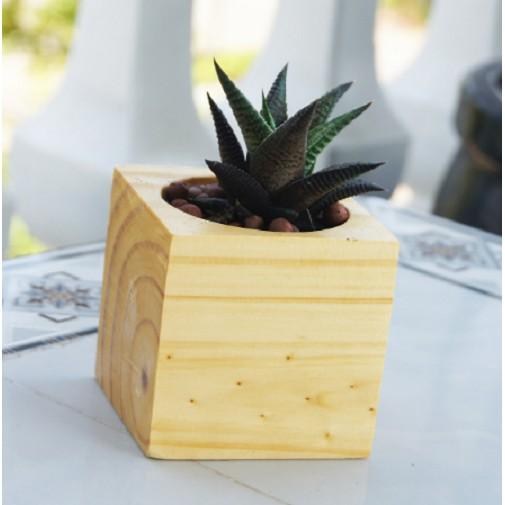 CHẬU TRỒNG CÂY KÍCH THƯỚC 9X9X9