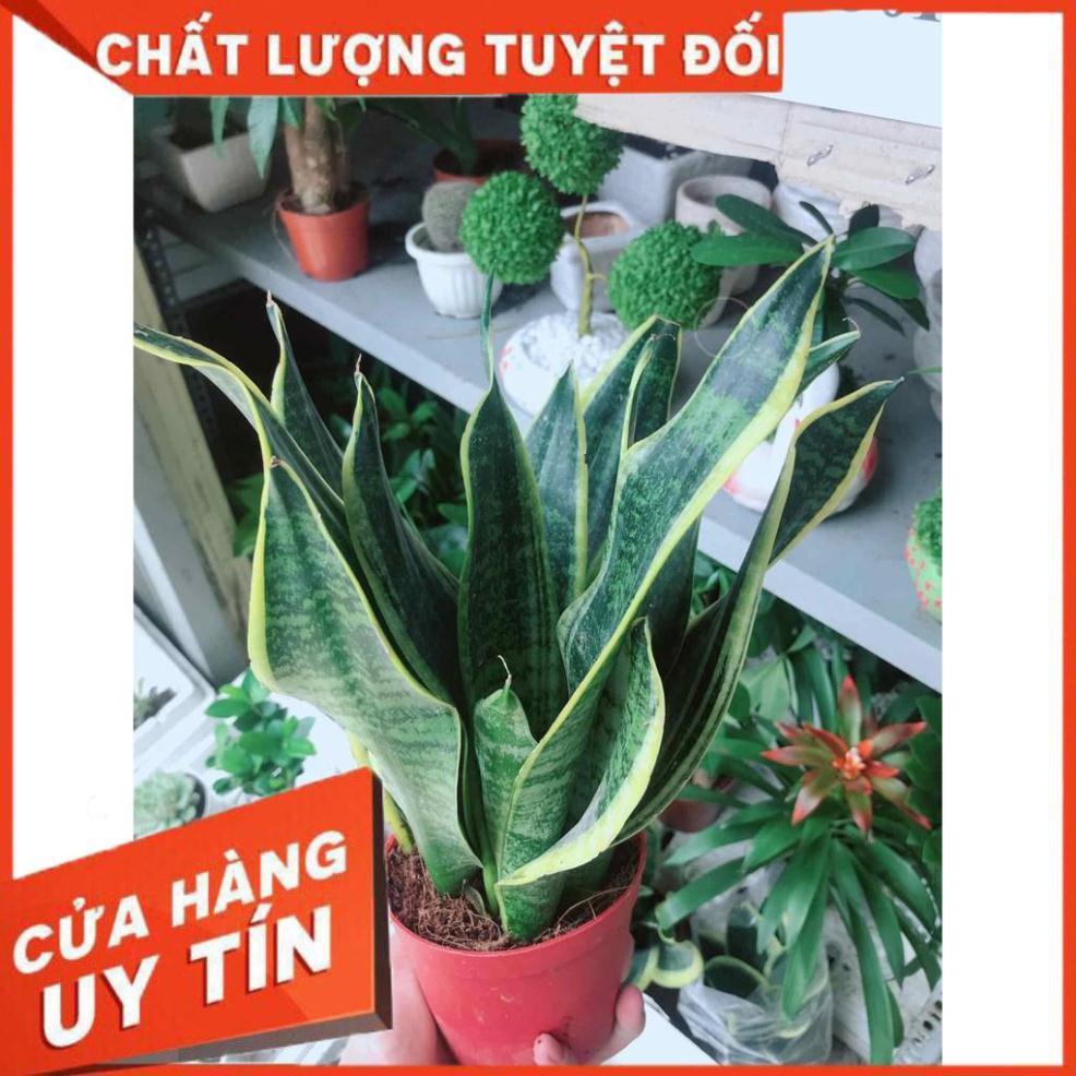 Chậu lưỡi hổ  Nhiều Người Mua