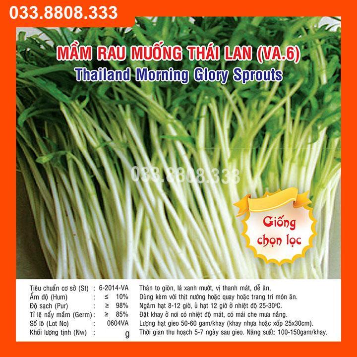 1KG HẠT GIỐNG MẦM RAU MUỐNG THÁI LAN - NẢY MẦM NHANH